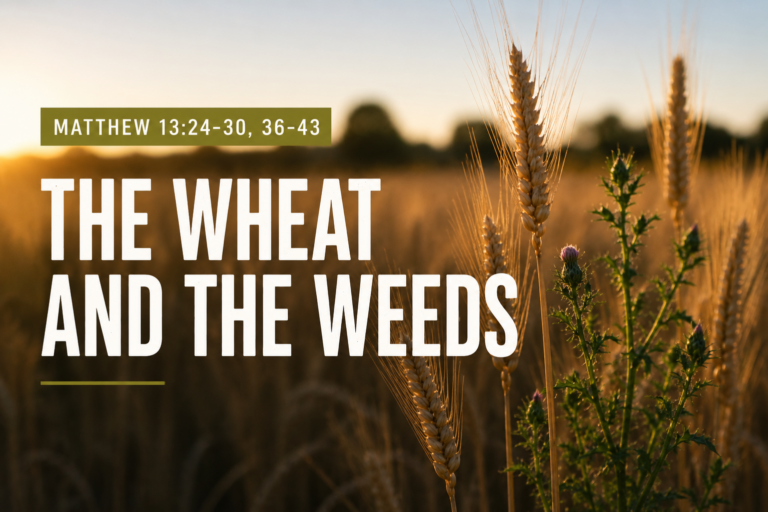 26 07 19 Weeds & Wheat image for website